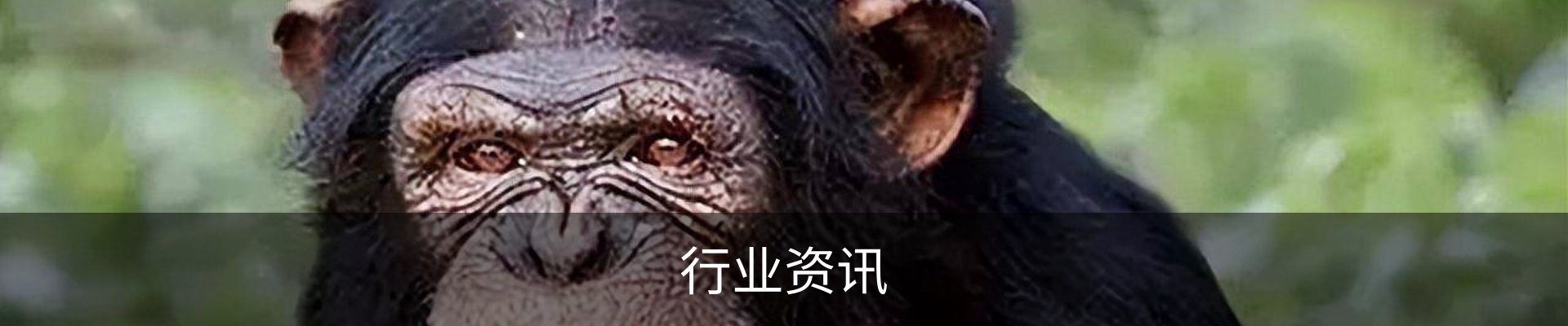 行业资讯